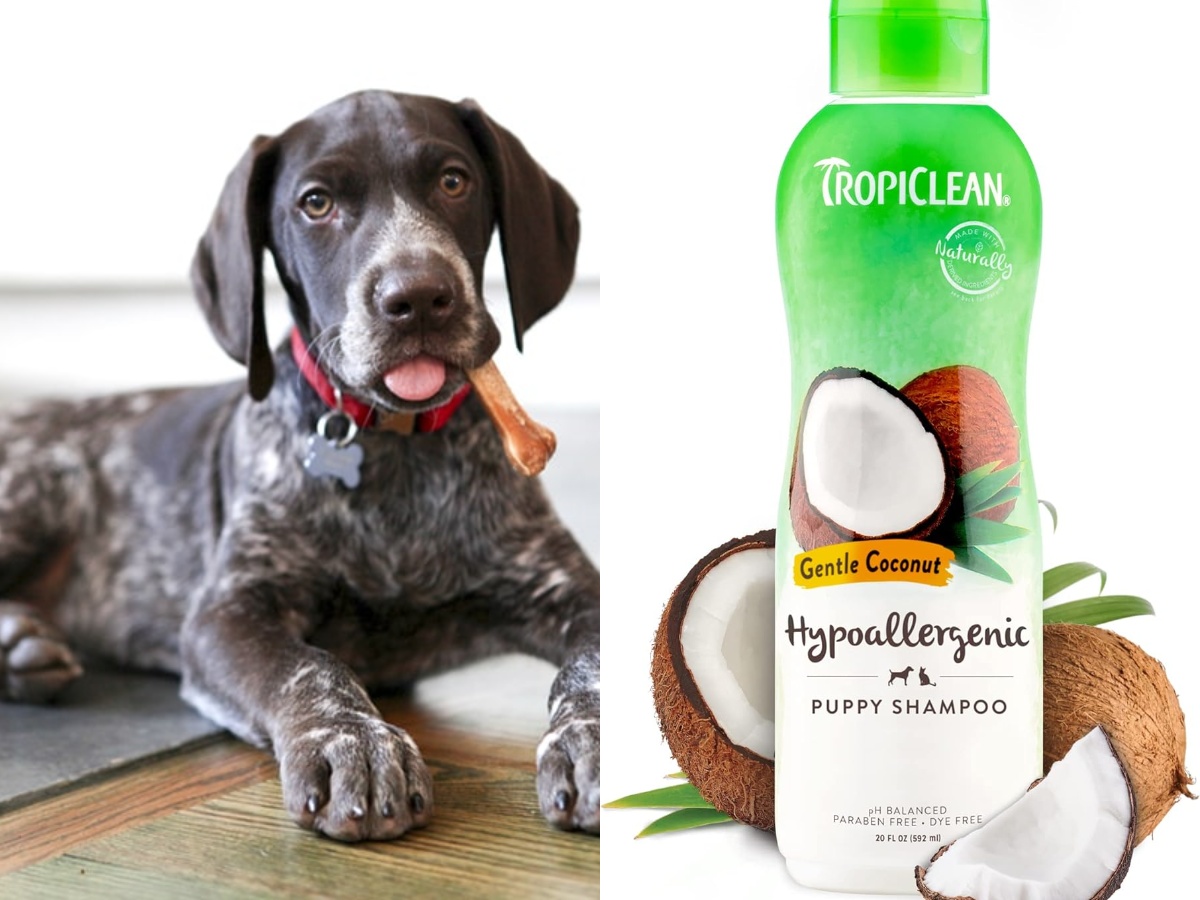 A German Shorthaired Pointer and a TropiClean Coconut Hypoallergenic Dog Shampoo